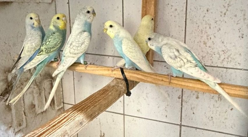 grasparkieten mei 2026, Dieren en Toebehoren, Vogels | Parkieten en Papegaaien, Meerdere dieren, Parkiet, Geringd