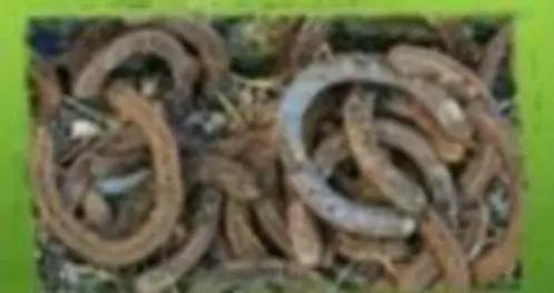 Gebruikte Hoefijzers, Ophalen of Verzenden