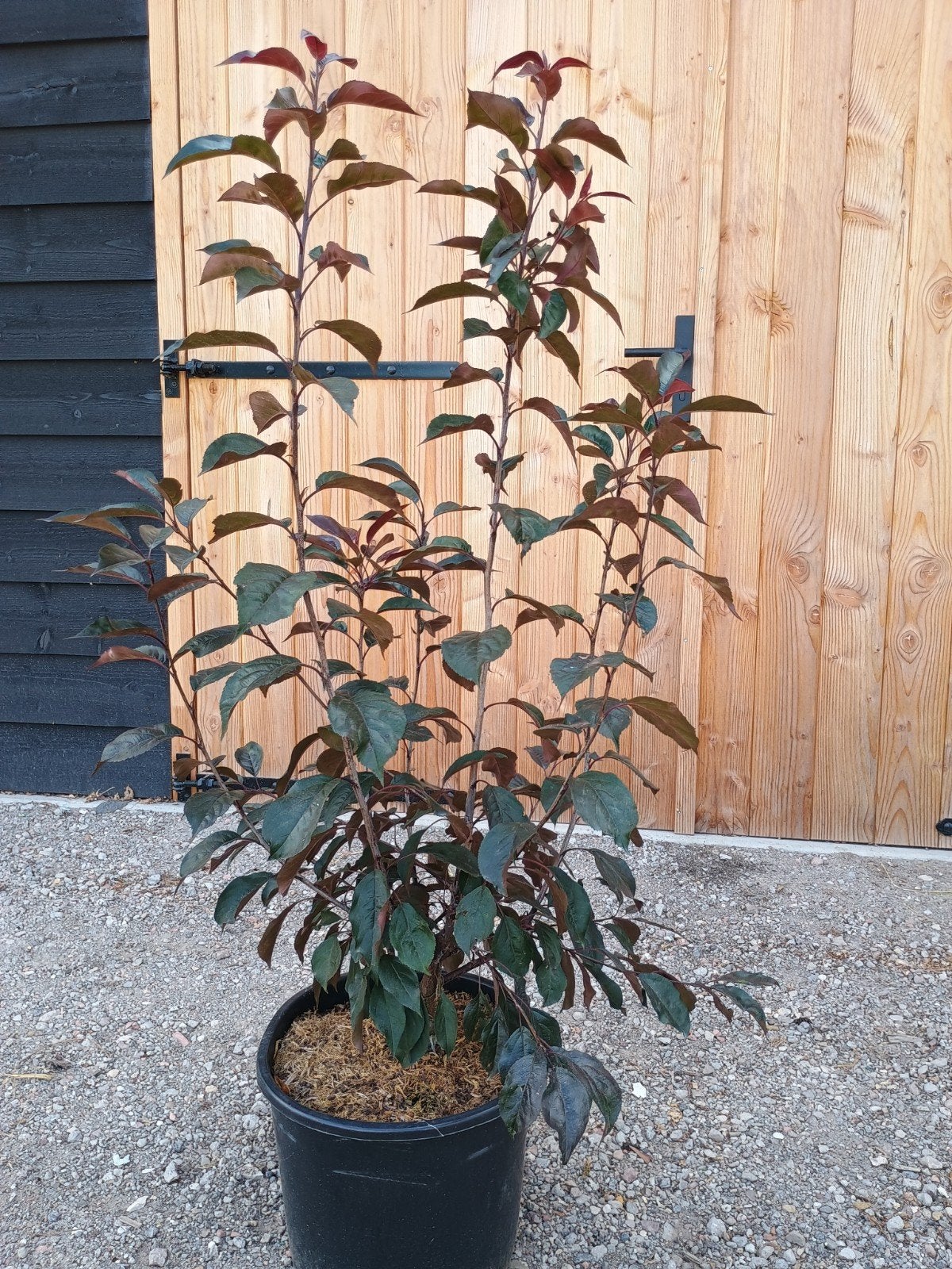 Malus Roalty - Sierappel met donkerrood blad, Ophalen, Overige soorten, Struik, 100 tot 250 cm