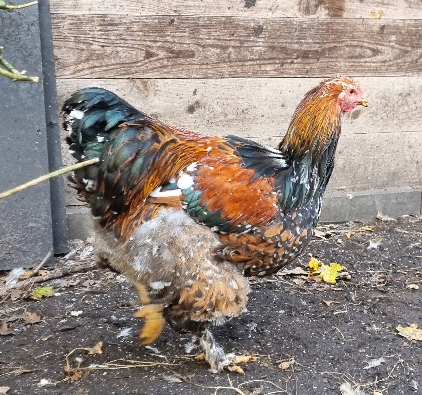 2 brahma hanen:  porselein en goudpatrijs, Dieren en Toebehoren, Mannelijk, Kip