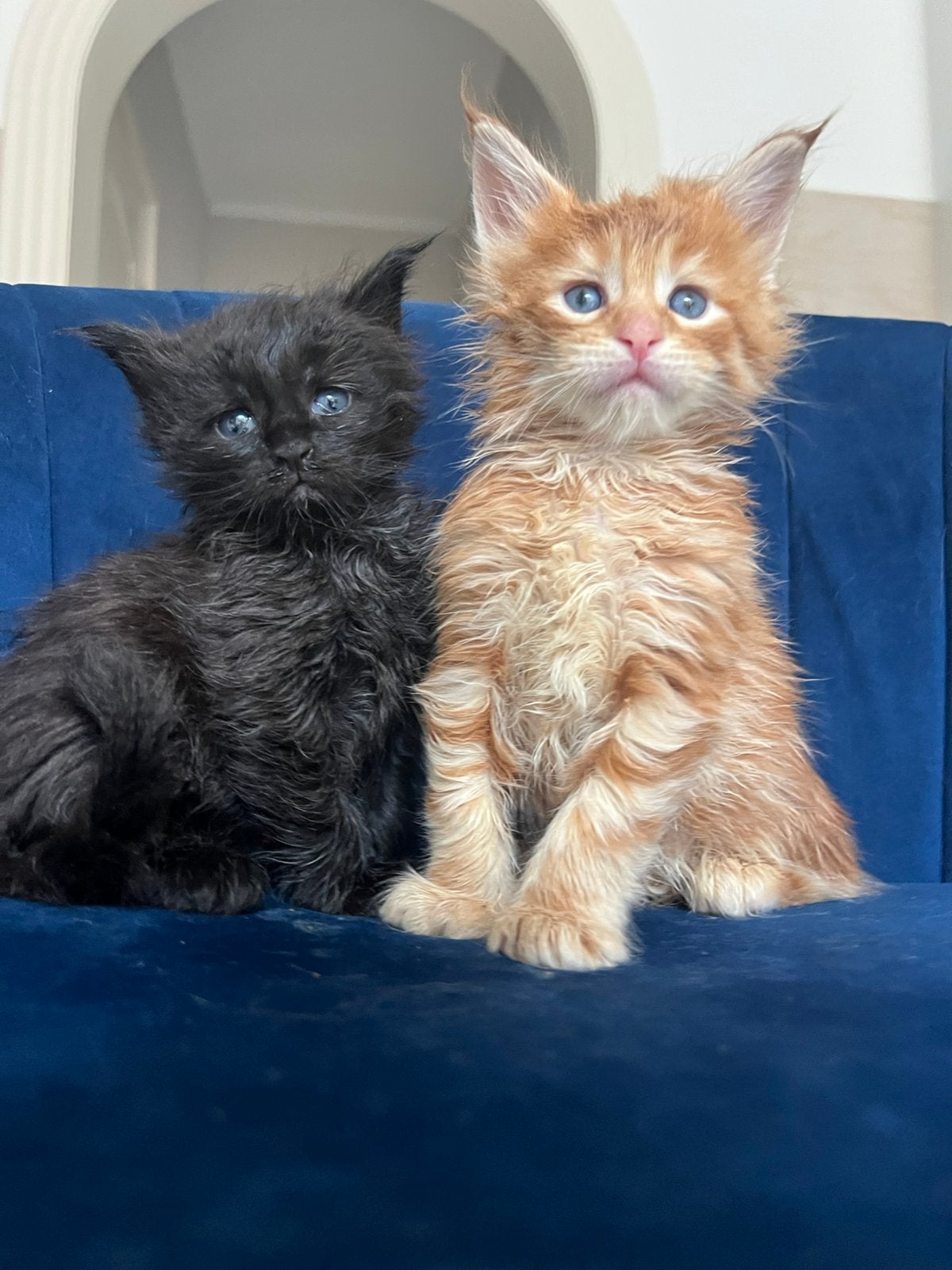 Maine Coon kittens met stamboom, Dieren en Toebehoren, Meerdere dieren, Met stamboom, 0 tot 2 jaar