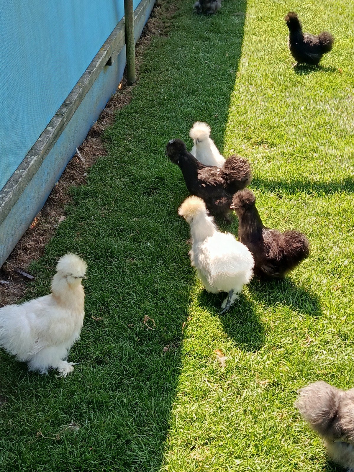 Jonge zijdehoenders te koop, Dieren en Toebehoren, Pluimvee, Meerdere dieren, Kip
