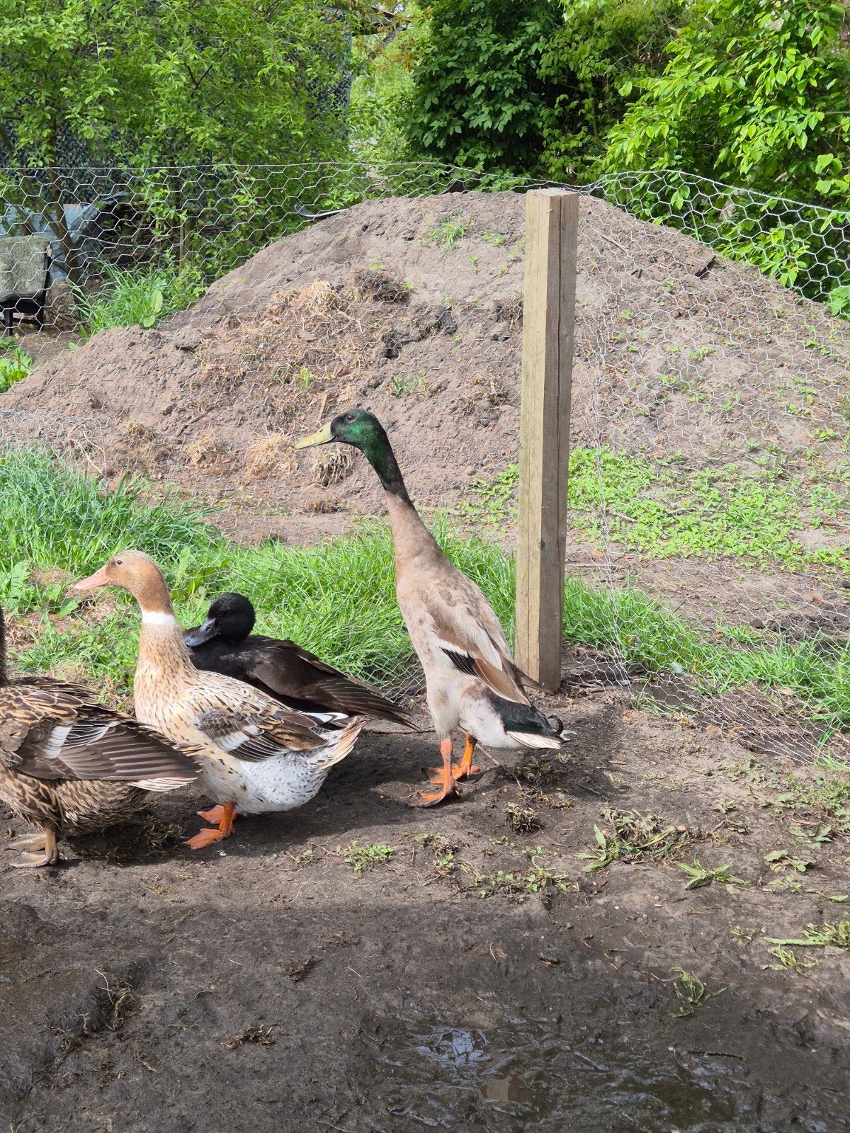 loop eend woerd, Dieren en Toebehoren