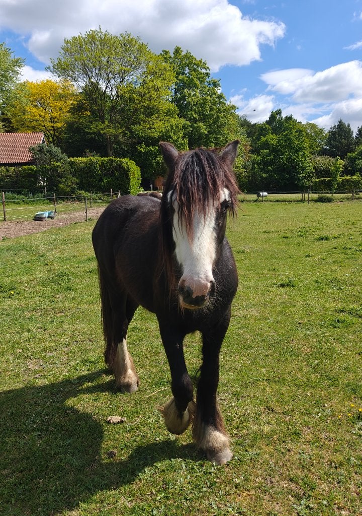 2 jarige Tinker merrie, Merrie, Met stamboom, 0 tot 2 jaar, Onbeleerd