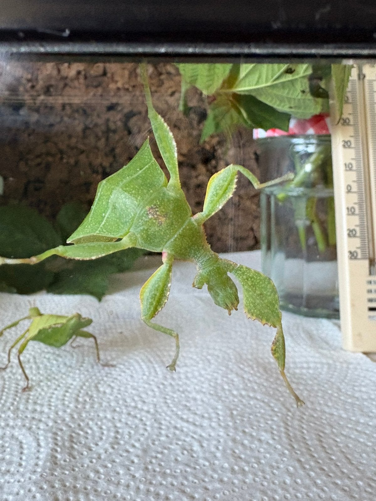 phyllium bourquei itogon wandelend blad., Ophalen of Verzenden, Zo goed als nieuw