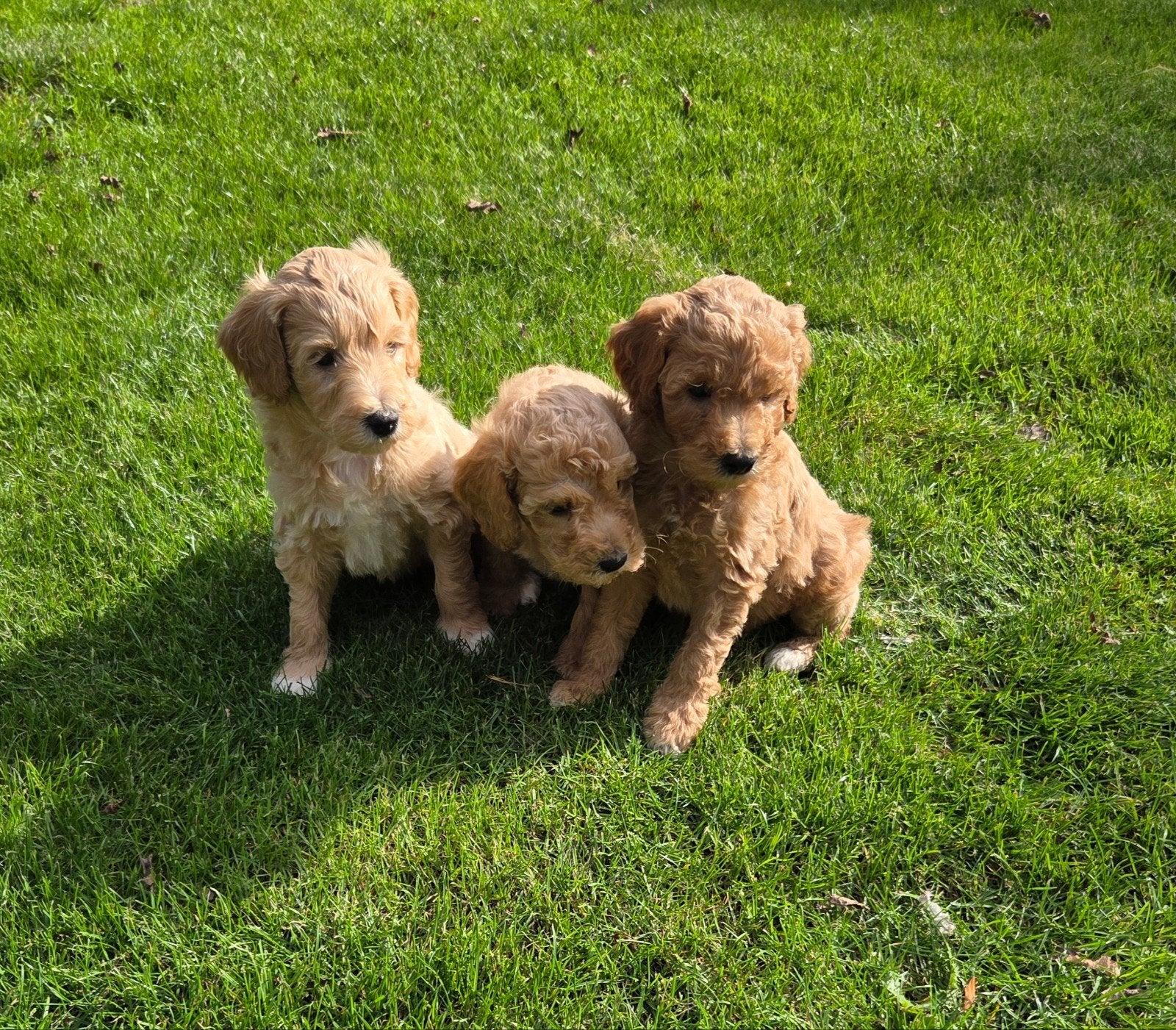labradoodle pups kleine medium F3 hypoallergeen abrikoos, Overige rassen, CDV (hondenziekte), 8 tot 15 weken, Meerdere