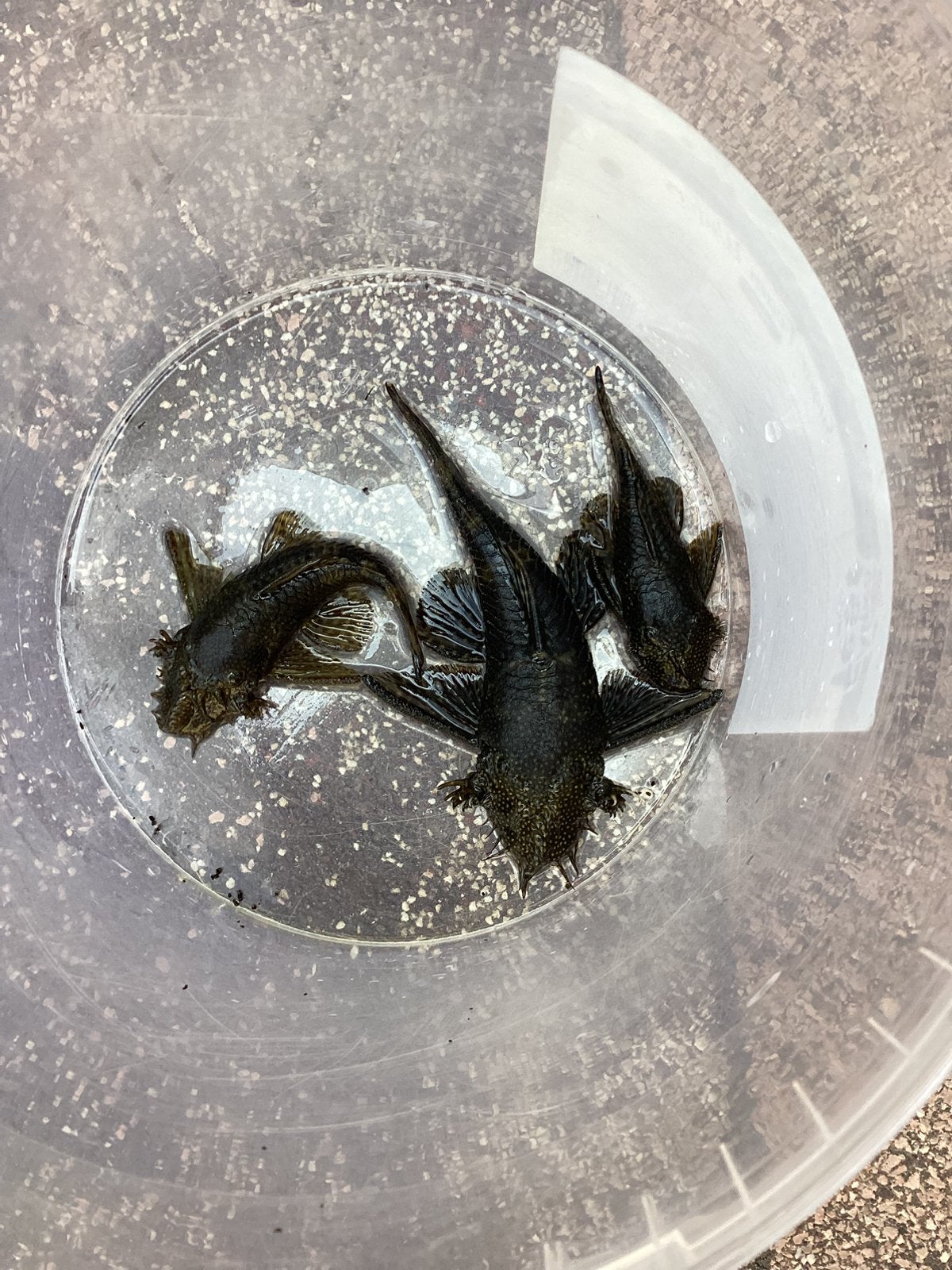 3 ancistrus dolicopterus ( borstelneus), Dieren en Toebehoren, Vis