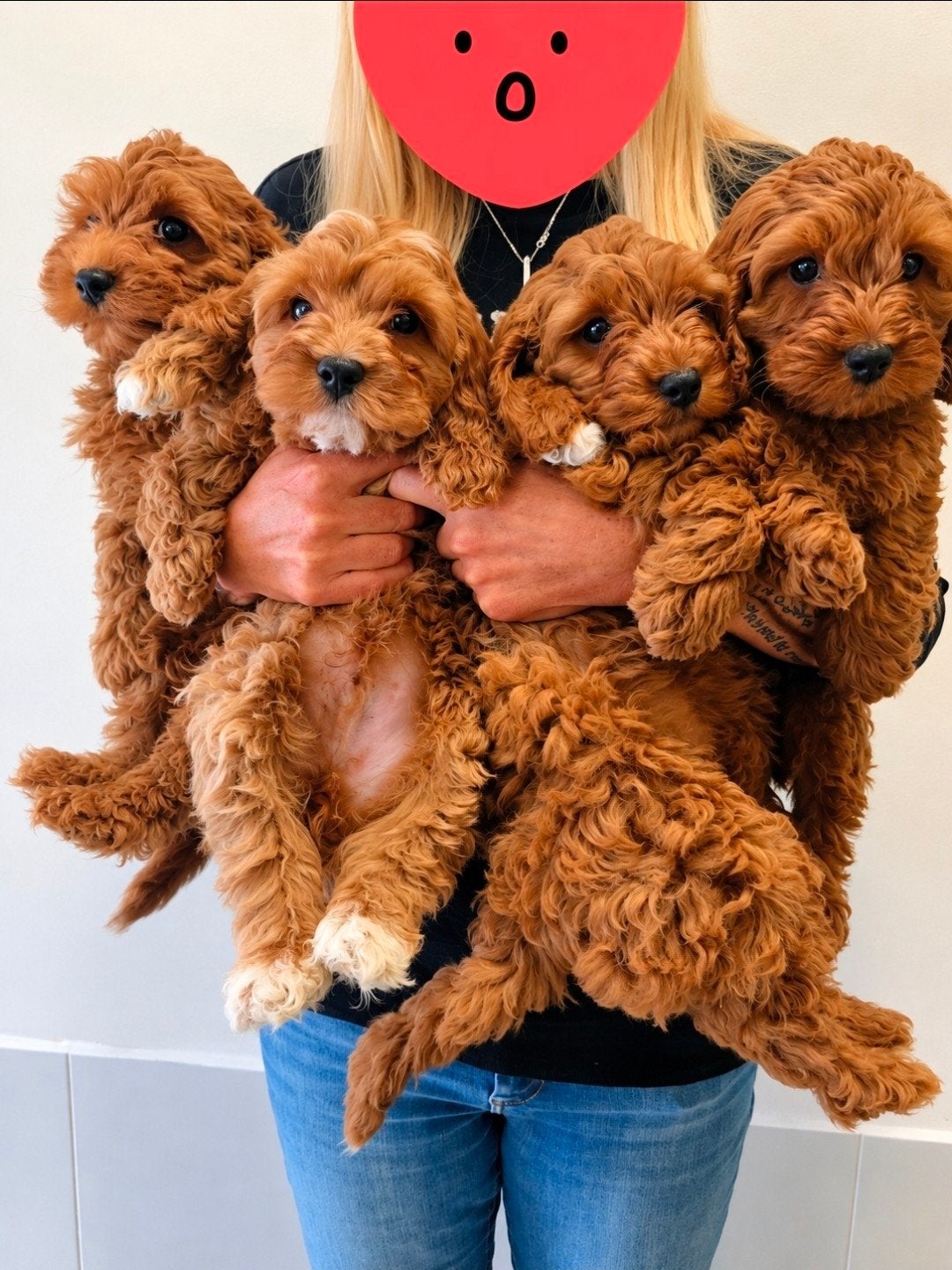 prachtige cockapoo pups  mogen mee, Dieren en Toebehoren, CDV (hondenziekte), 8 tot 15 weken, Meerdere, Nederland