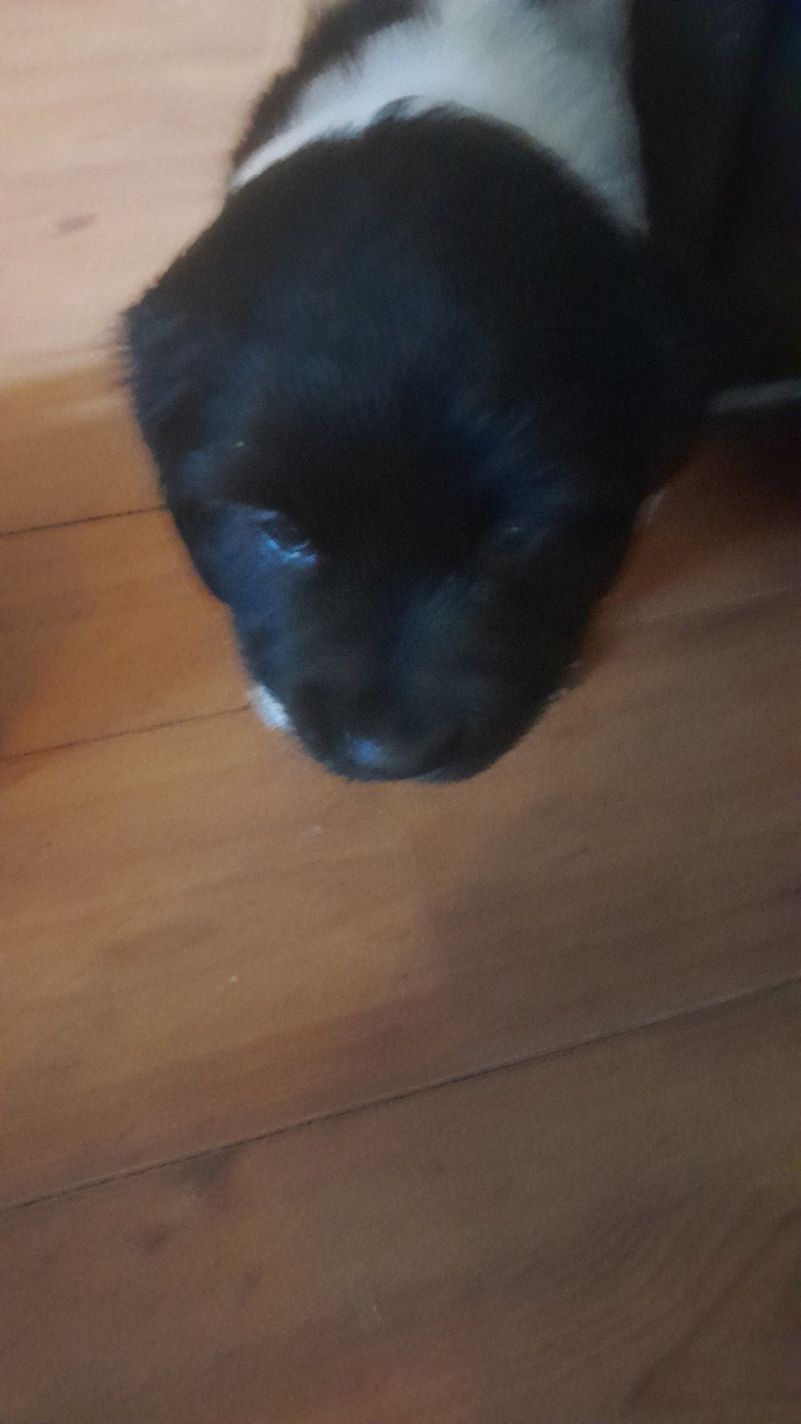 friese stabij puppy  mooie puppy  5 reutjes, Dieren en Toebehoren, Honden | Niet-rashonden, Reu, 8 tot 15 weken, Meerdere, Middel