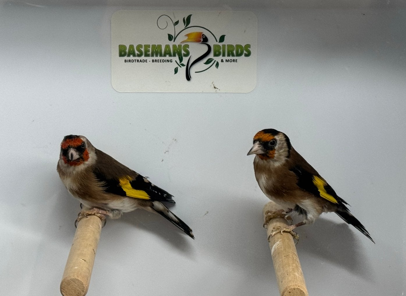 Bloemputters - Carduelis carduelis, Dieren en Toebehoren, Vogels | Overige Vogels, Meerdere dieren, Wildzangvogel, Geringd
