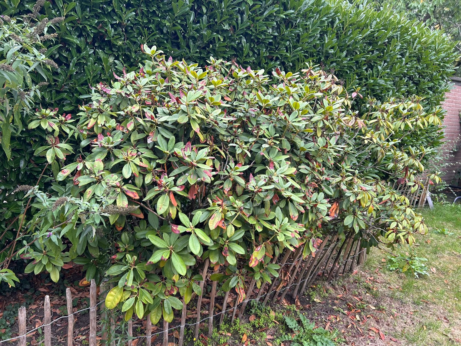 Rhododendron roze en paars, Ophalen, Rhododendron, Minder dan 100 cm