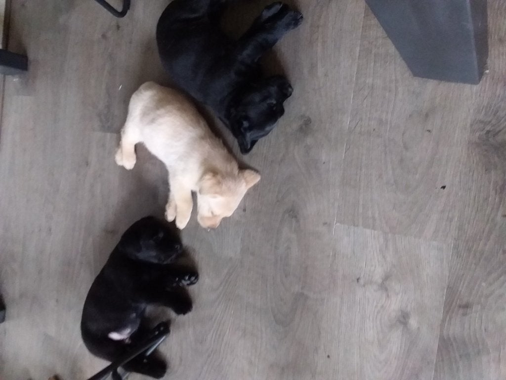 Labrador pups, Dieren en Toebehoren, Parvo, Reu, 8 tot 15 weken, Labrador retriever