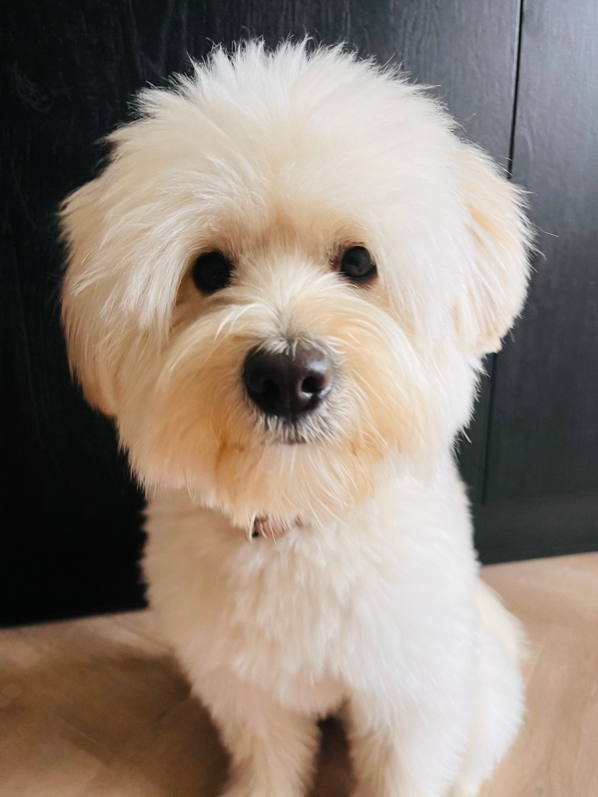 Oppas voor hond, 1 tot 2 jaar, Parvo, Eén hond, Nederland
