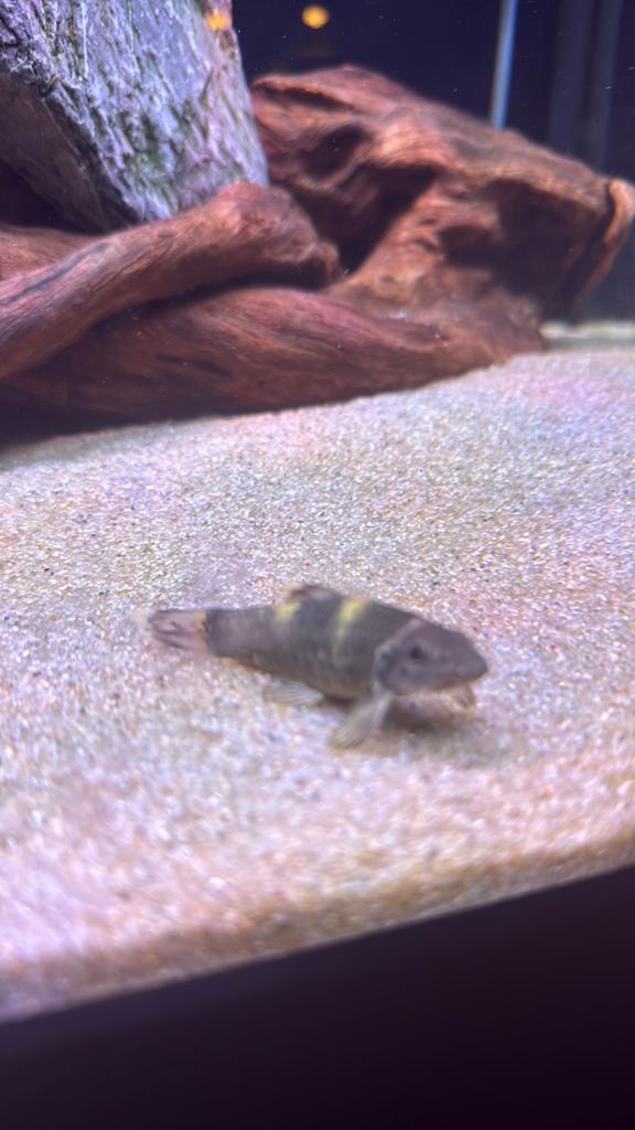 Garra favlatra algeneter, Dieren en Toebehoren