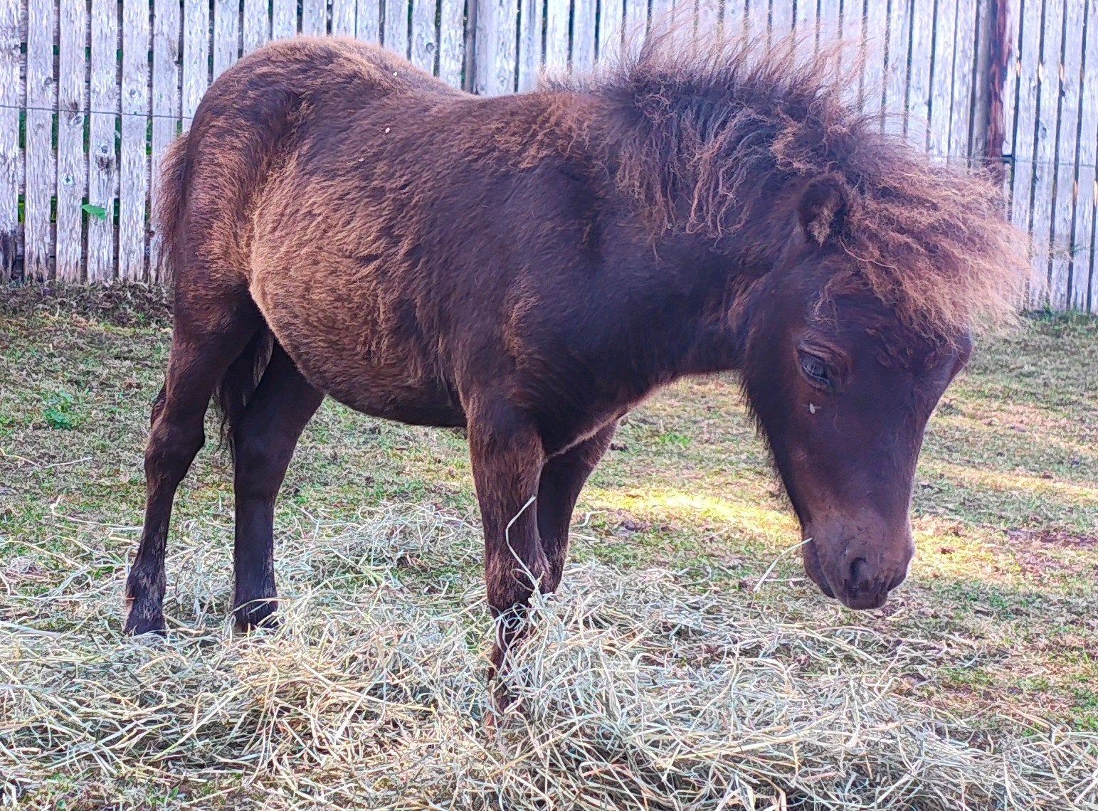 Nieuwe advertentie Te koop Leuk klein hengstveulen, 0 tot 2 jaar, Hengst, A pony (tot 1.17m), Gechipt