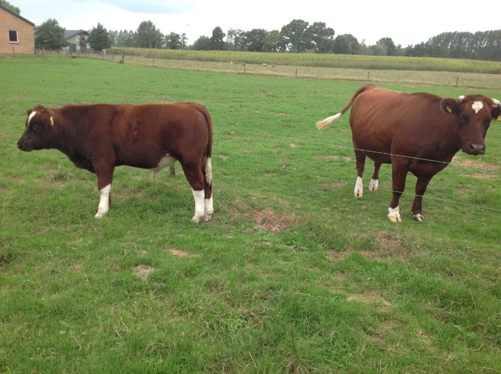Brandrood stier met/zonder moeder., Dieren en Toebehoren, Meerdere dieren, 0 tot 2 jaar