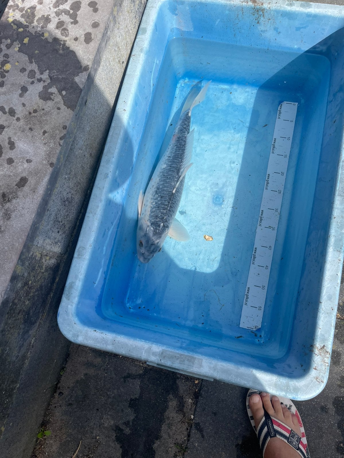 Mooie Koikarper 50 cm, Karper of Koi