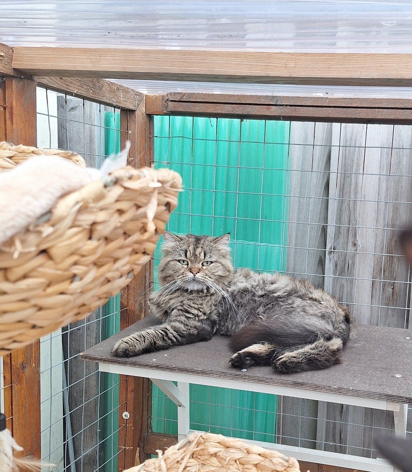 te koop pers, Kater, Langharig, 0 tot 2 jaar