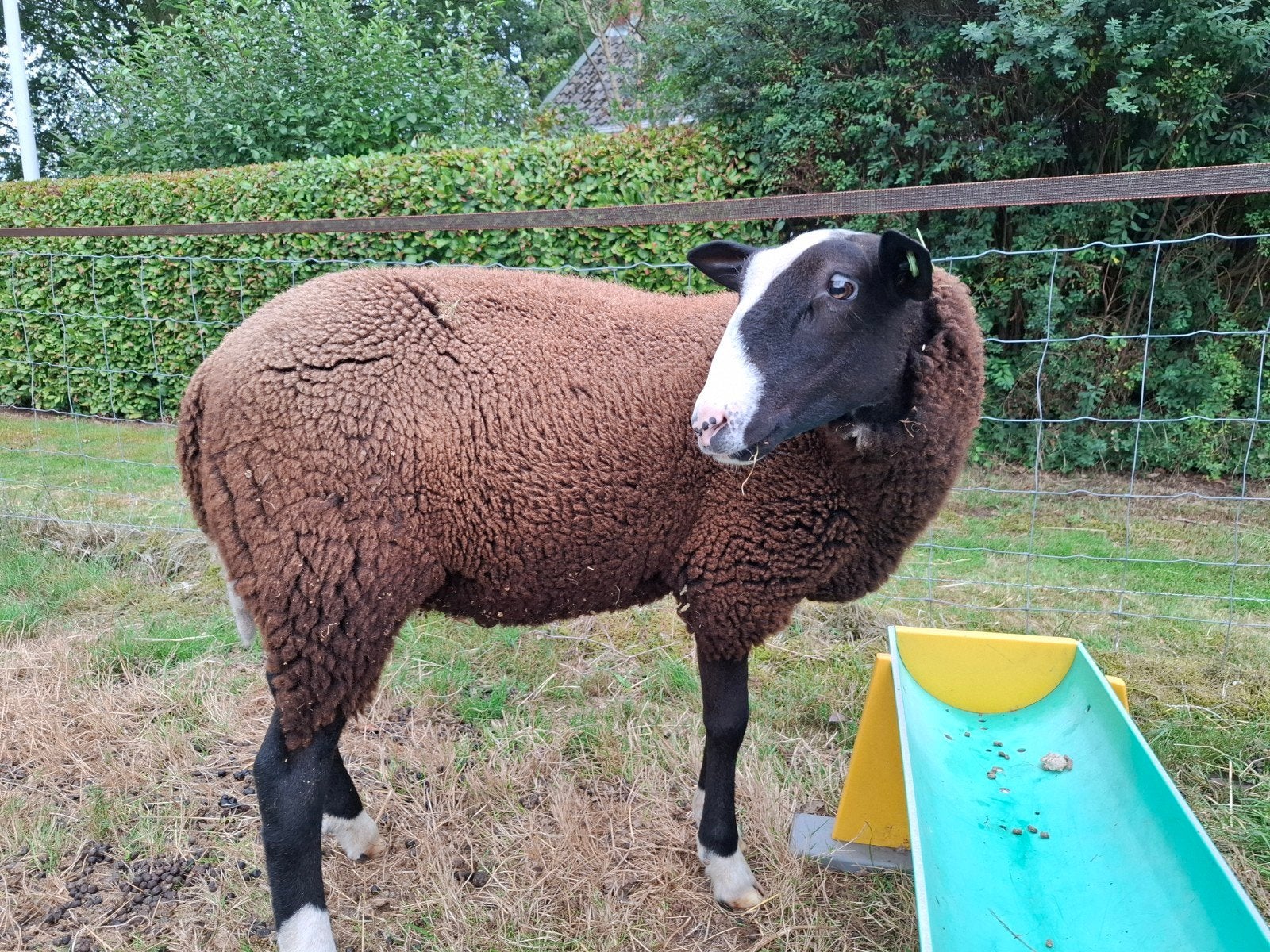 dekram zwartbles, Dieren en Toebehoren, Schapen, Geiten en Varkens, Mannelijk, Schaap, 0 tot 2 jaar