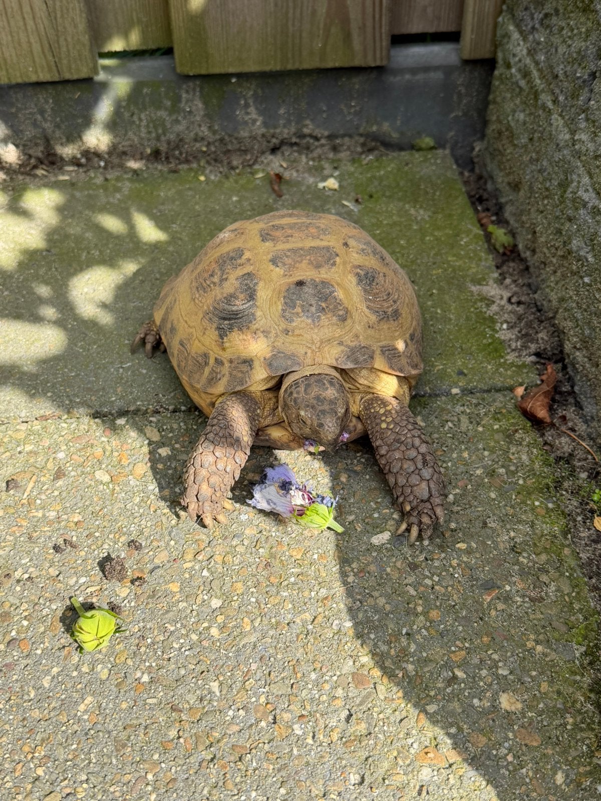 Testudo Horsfieldii Russische Vierteen landschildpad, Dieren en Toebehoren, Schildpad