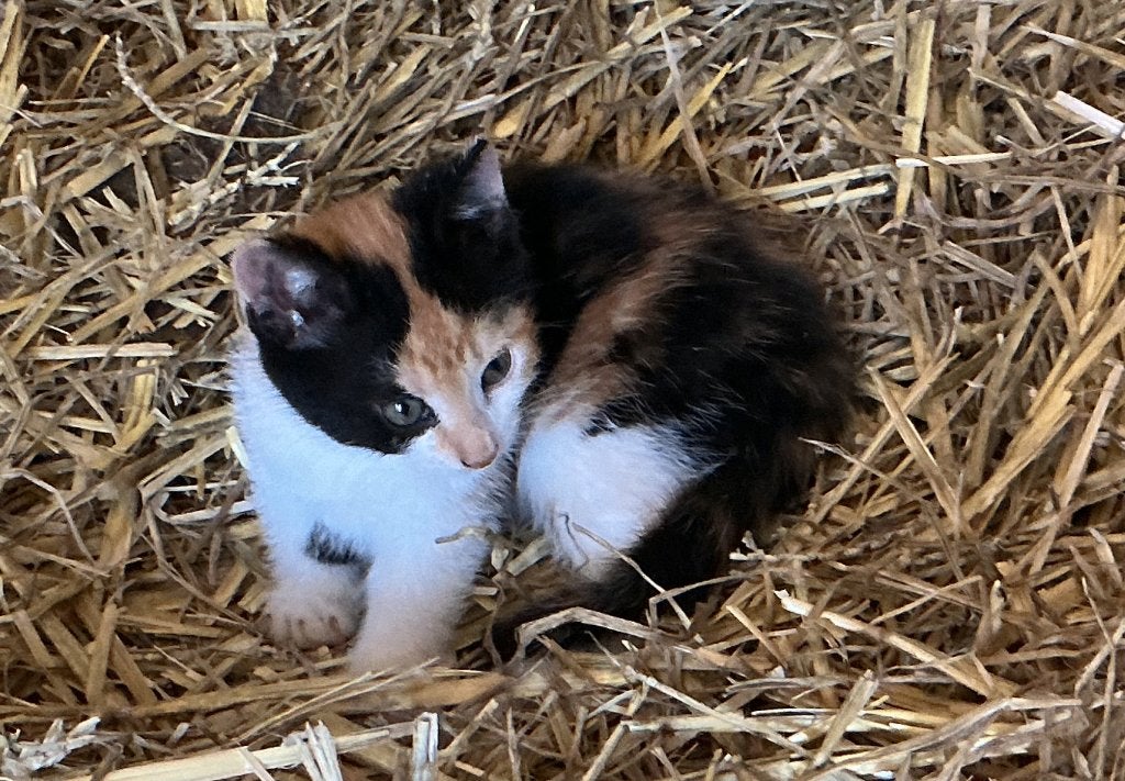 Kittens van 21 juni 2026, Meerdere dieren, 0 tot 2 jaar