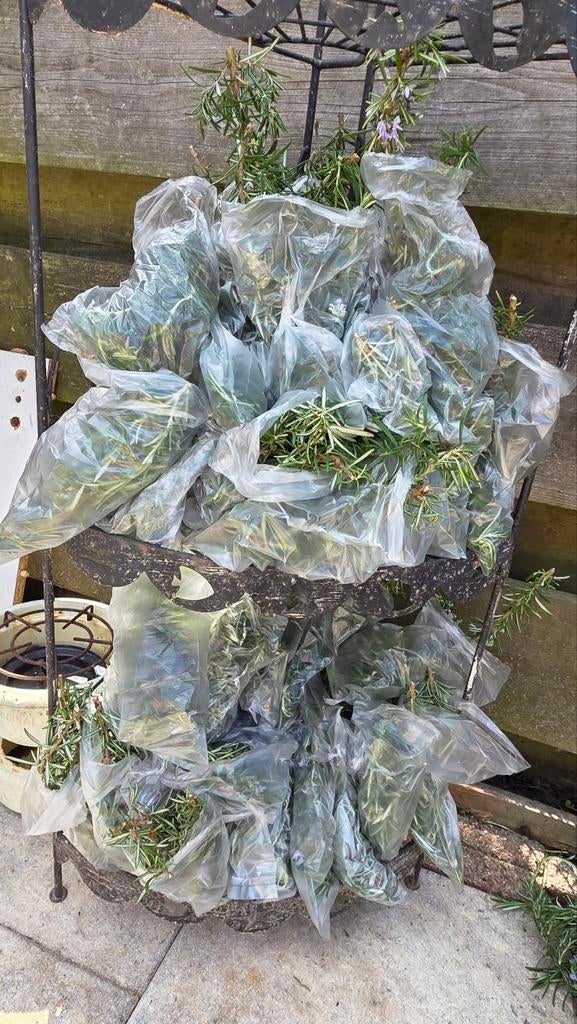 Verse rozemarijn takjes - ca. 40-50gram per zakje, Tuin en Terras, Planten | Tuinplanten, Ophalen of Verzenden, Eenjarig, Kruiden