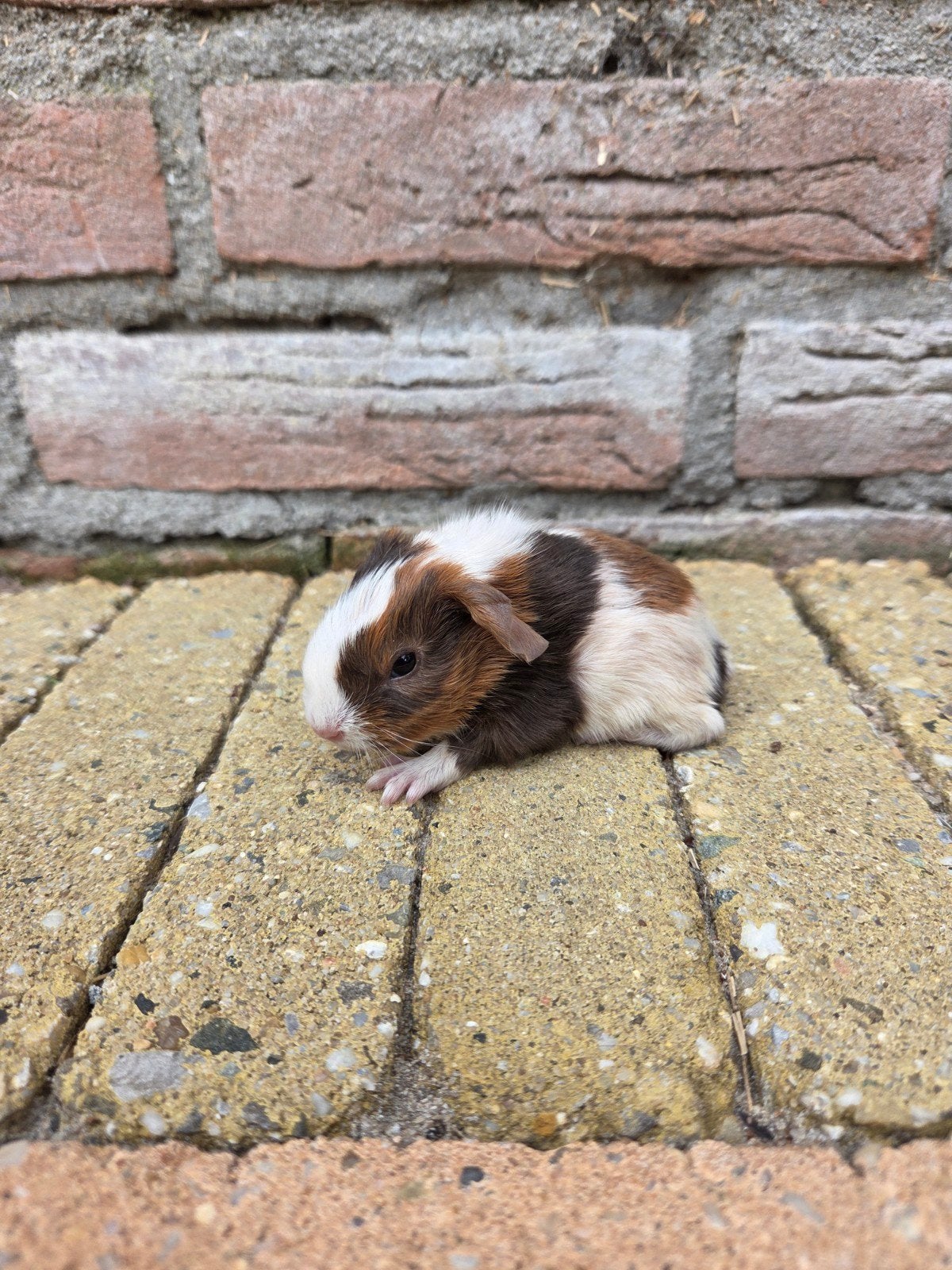 Jong cavia zeugje, Dieren en Toebehoren, Knaagdieren, Cavia, Juni, Vrouwelijk, Tam