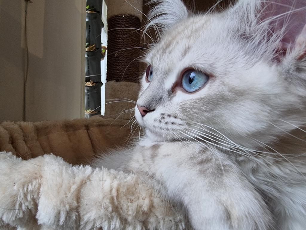 Kruising Siberische Kat / Ragdoll Kitten - Katerjte, Kater, Ontwormd