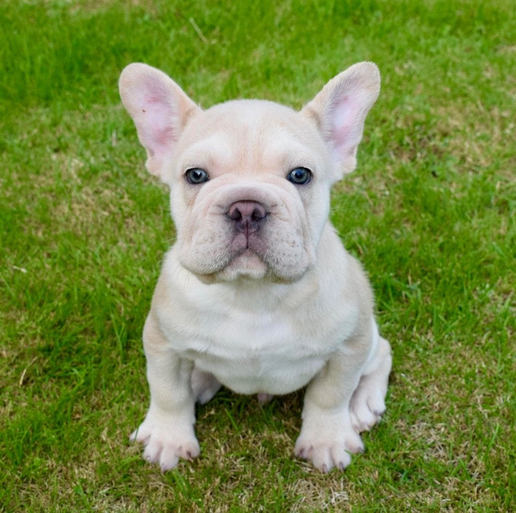 Franse Bulldog Pup, Dieren en Toebehoren, Reu, CDV (hondenziekte), 8 tot 15 weken, Bulldog