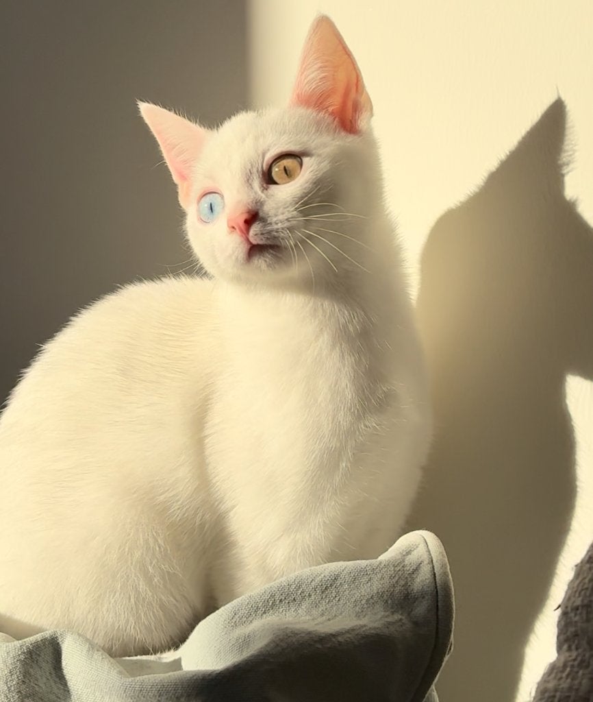 Chi witte odd-eye Angora poes te koop, Poes, Gechipt, 0 tot 2 jaar