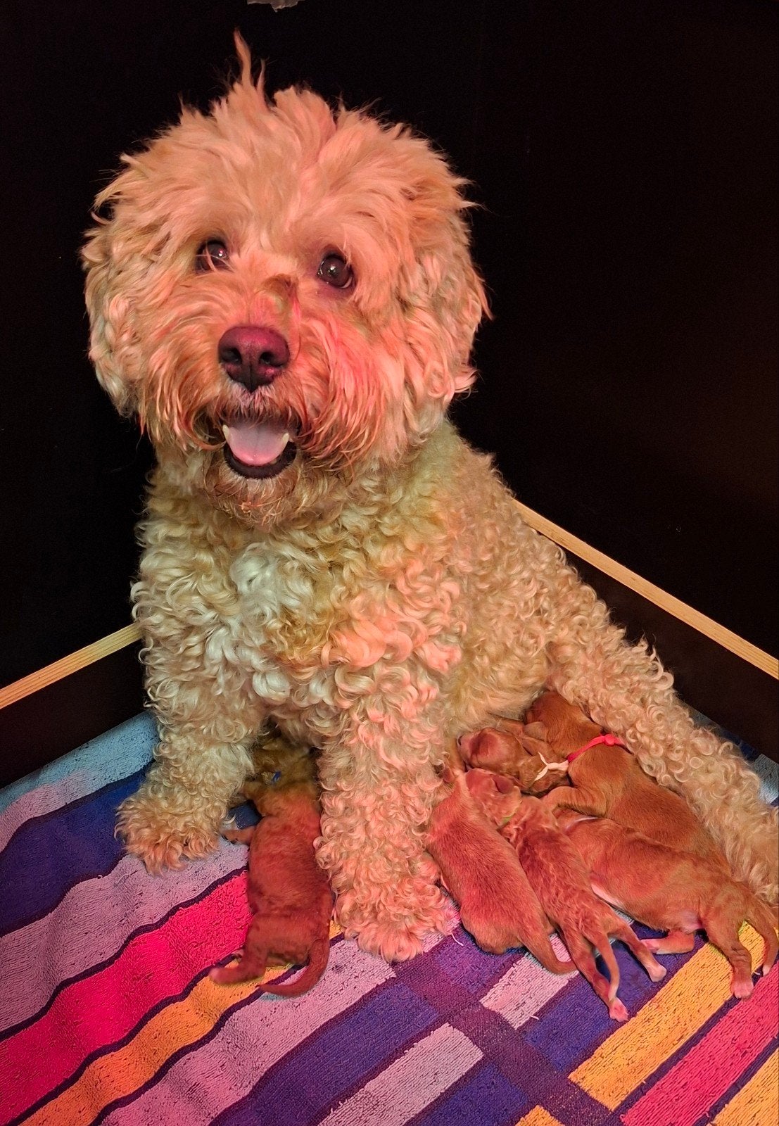 Mini Labradoodle Puppy's., 8 tot 15 weken, Parvo, Meerdere, Meerdere dieren