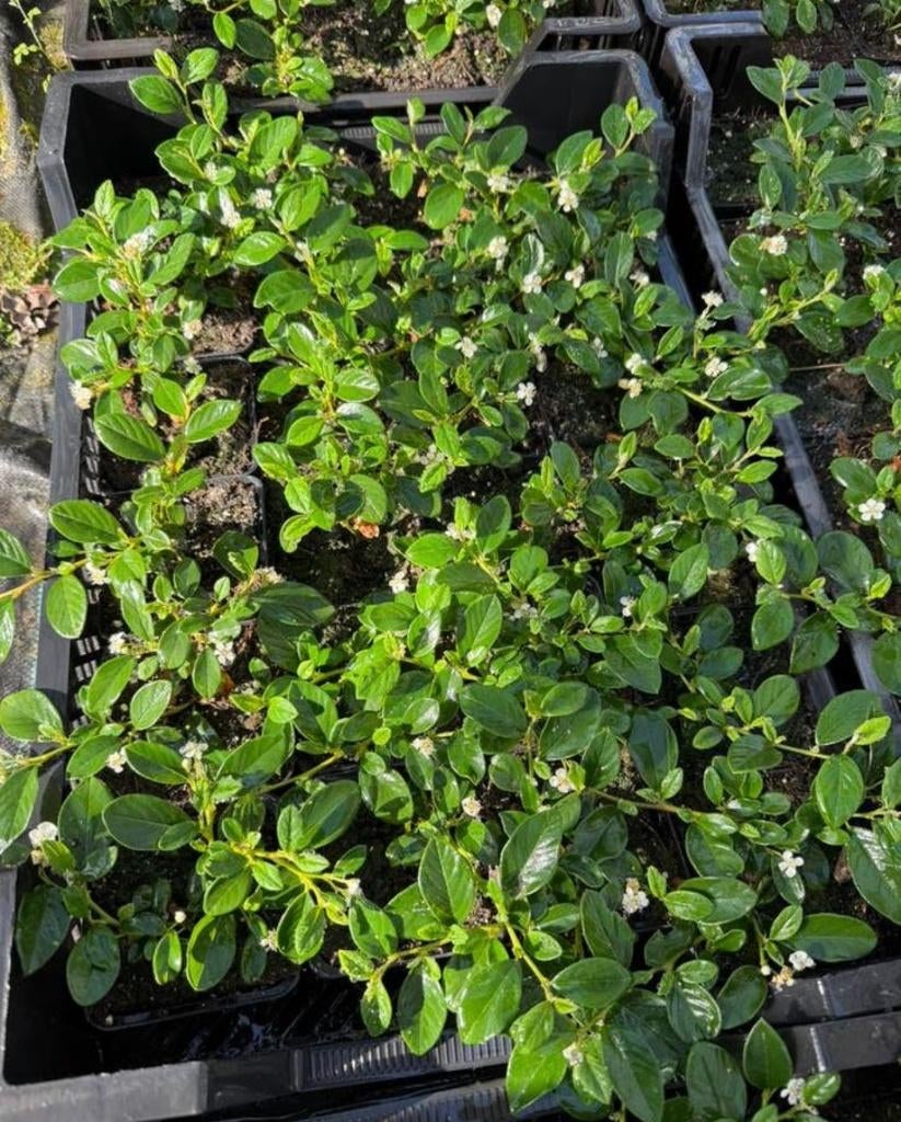 Cotoniaster dammeri groenblijvende bodembedekker, Tuin en Terras, Planten | Tuinplanten, Ophalen, Bodembedekkers, Halfschaduw