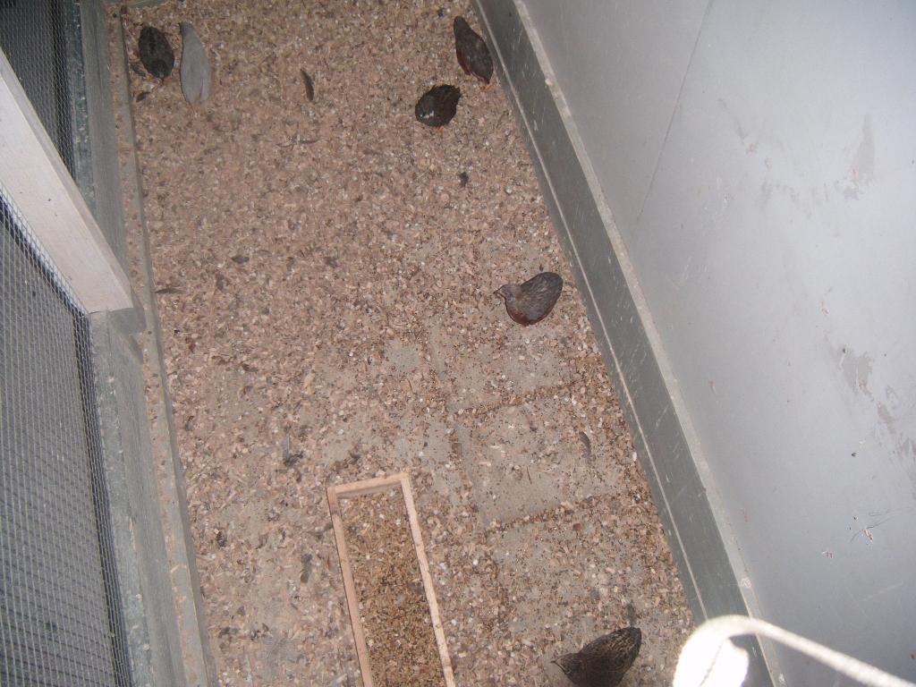 Te koop chineese kwartels, Meerdere dieren, Overige soorten