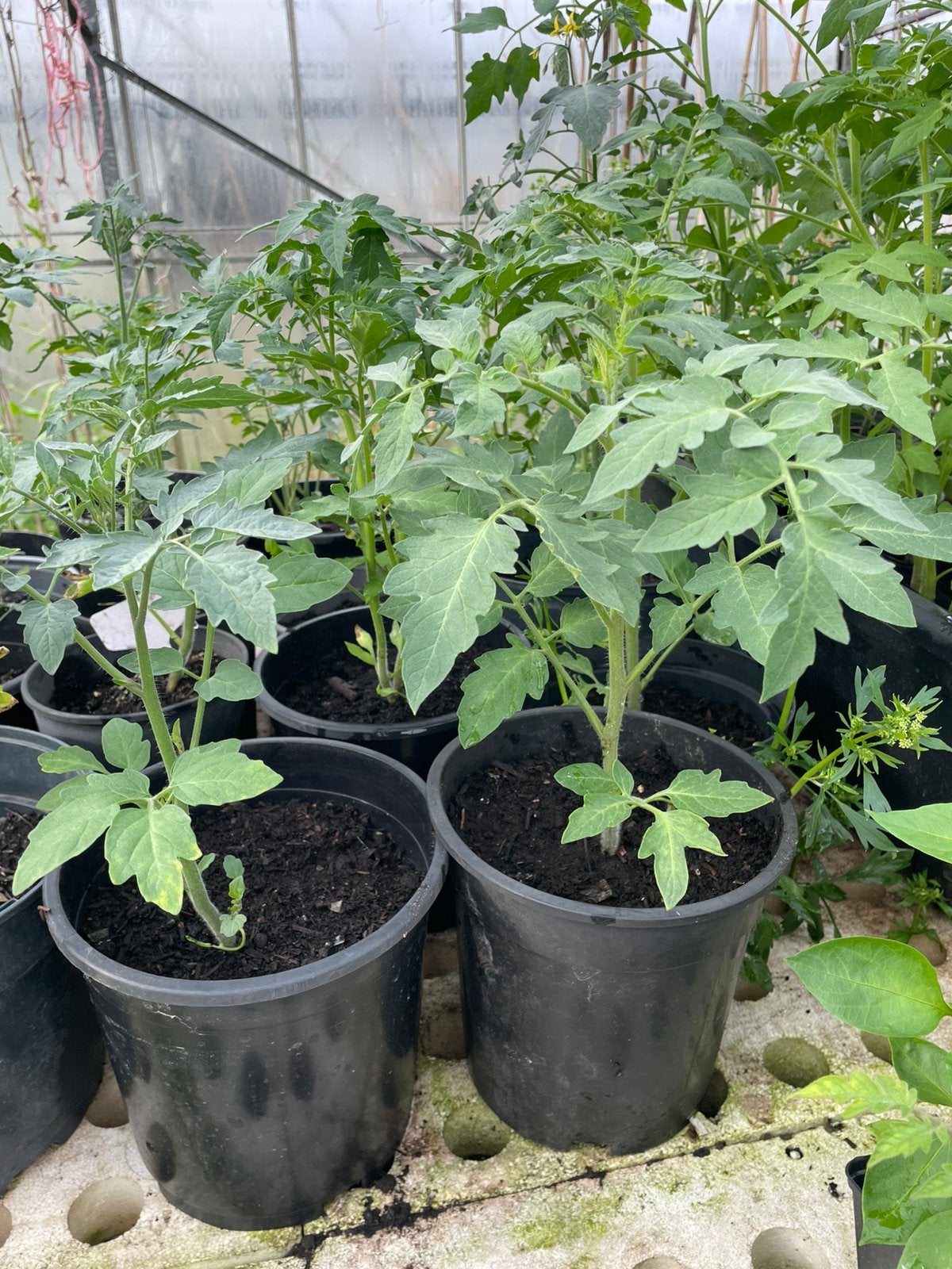 Tomaat + paprikaplantjes 1 euro per stuk, Tuin en Terras, Planten | Tuinplanten, Ophalen, Eenjarig, Groenteplanten, Volle zon