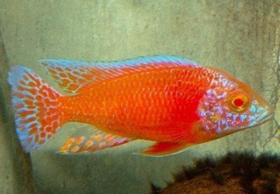 Malawi Cichliden: Aulonocara Dragon Blood Albino, Dieren en Toebehoren, Vis, Zoetwatervis