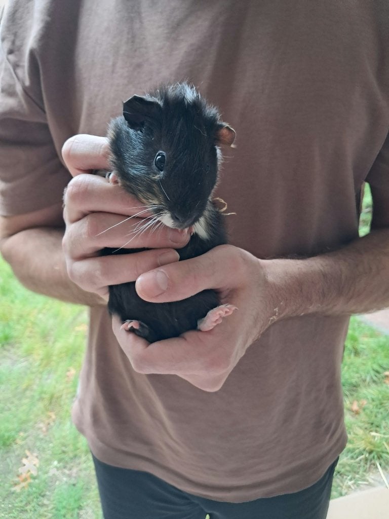 Jonge cavia's. Zeugjes en beertjes., Cavia, Augustus, Meerdere dieren, Tam