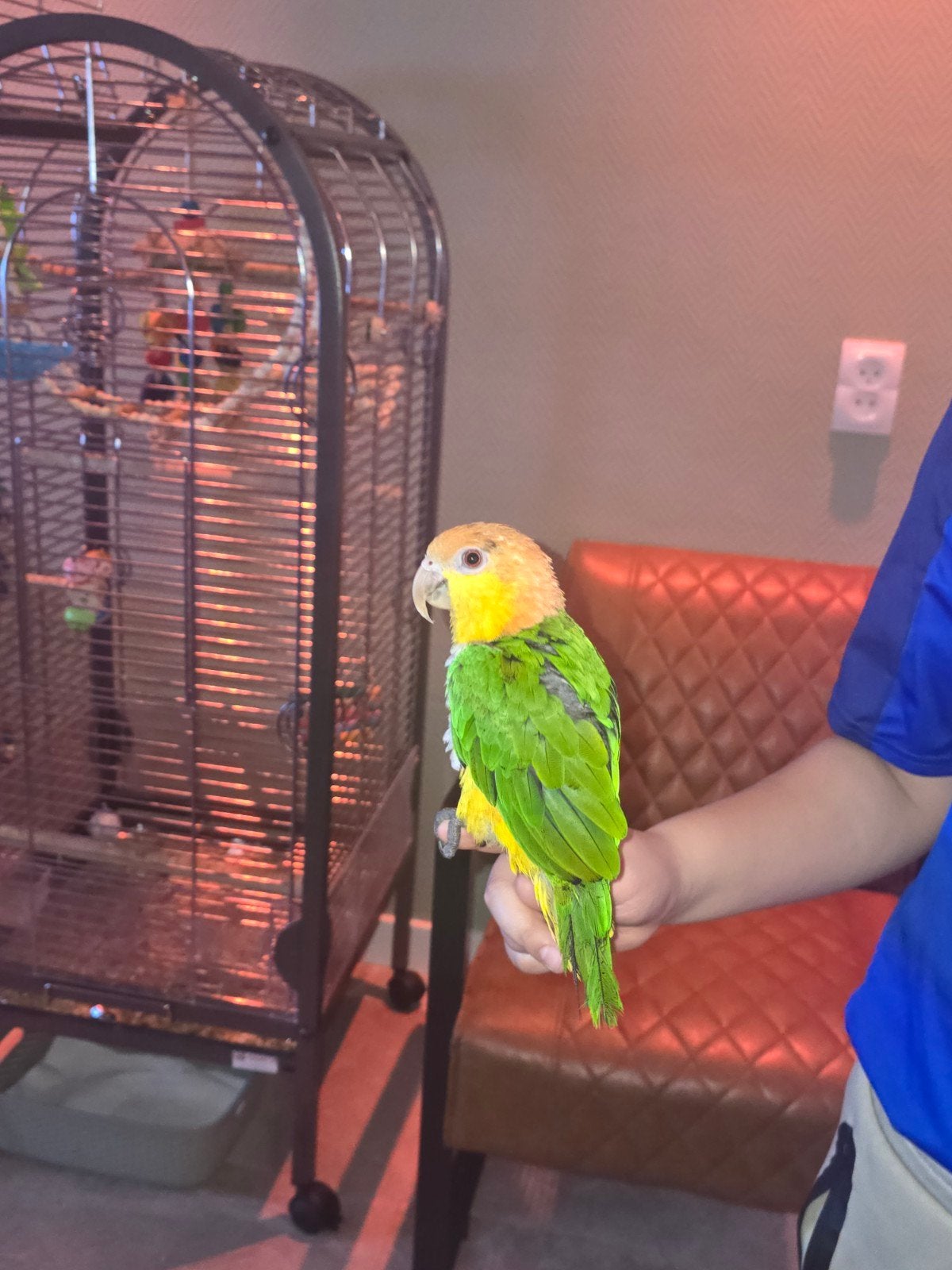 roestkop caique dna certificaat aanwezig, Mannelijk, Papegaai, Tam