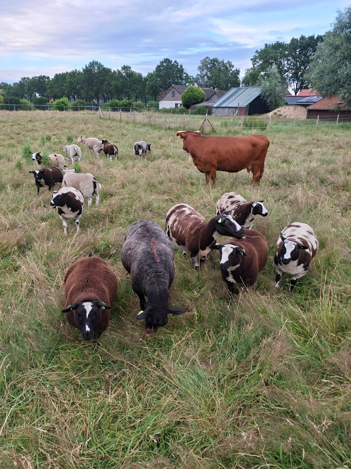 Schapen lammeren, Dieren en Toebehoren, Meerdere dieren, Schaap