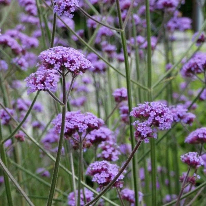 Verbena bonariensis - IJzerhard, Tuin en Terras, Volle zon, Vaste plant, Zomer, Ophalen