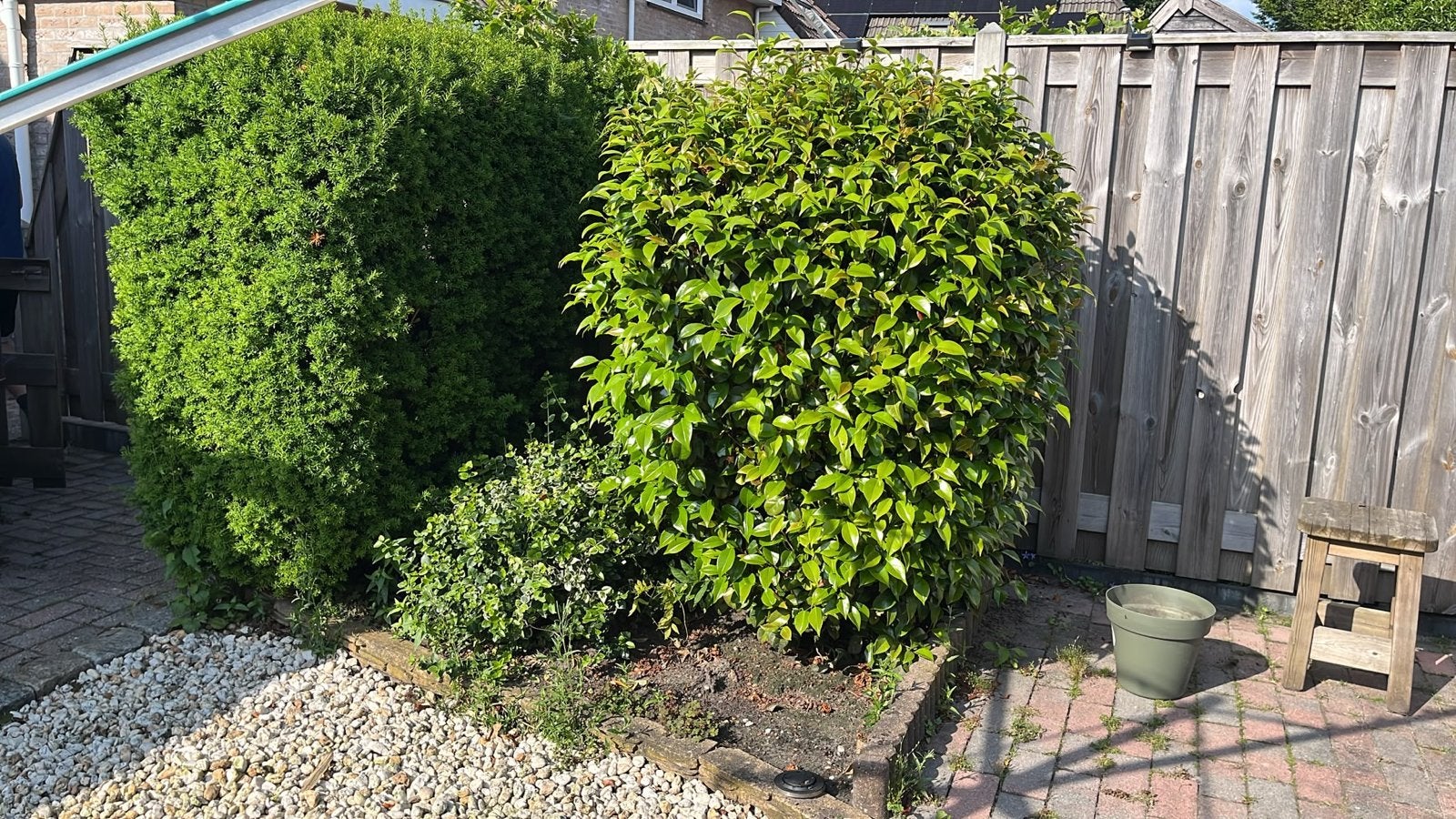 Gratis taxus heg, plant Rododendron 2x, Ophalen, Overige soorten, Volle zon