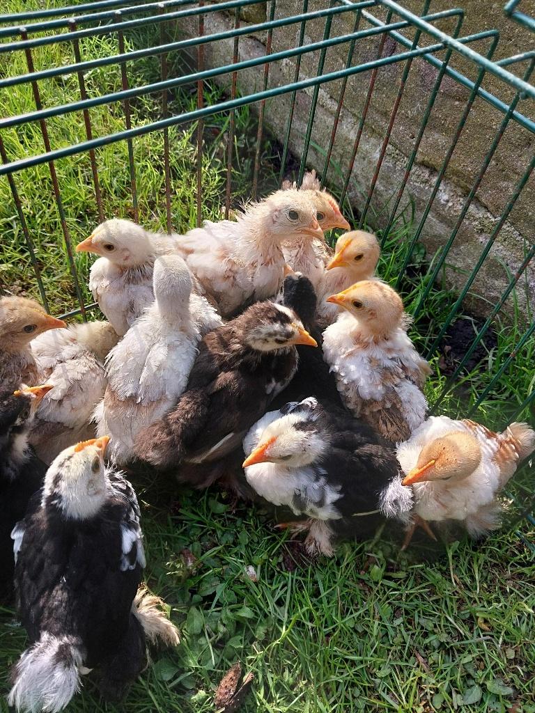 cochin kriel, Dieren en Toebehoren, Pluimvee, Mannelijk, Kip