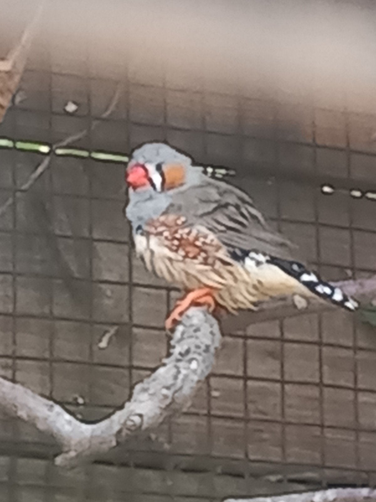 zebravink vink zebra MANNEN