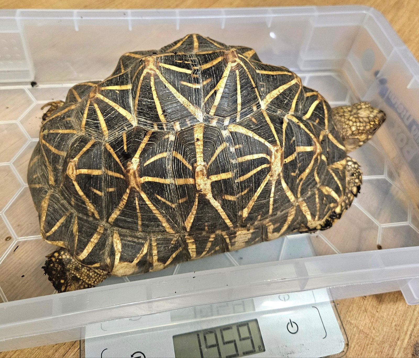 Twee mooie actieve Geochelone Elegans schildpad vrouwen, Dieren en Toebehoren, Reptielen en Amfibieën, Schildpad, Tam, 7 tot 10 jaar
