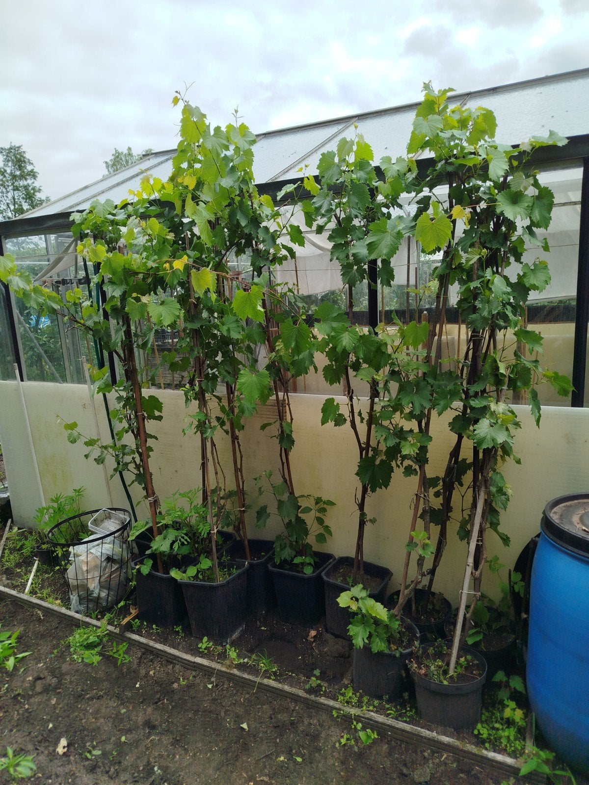 Druiven boom, Ophalen of Verzenden, Volle zon, Overige soorten