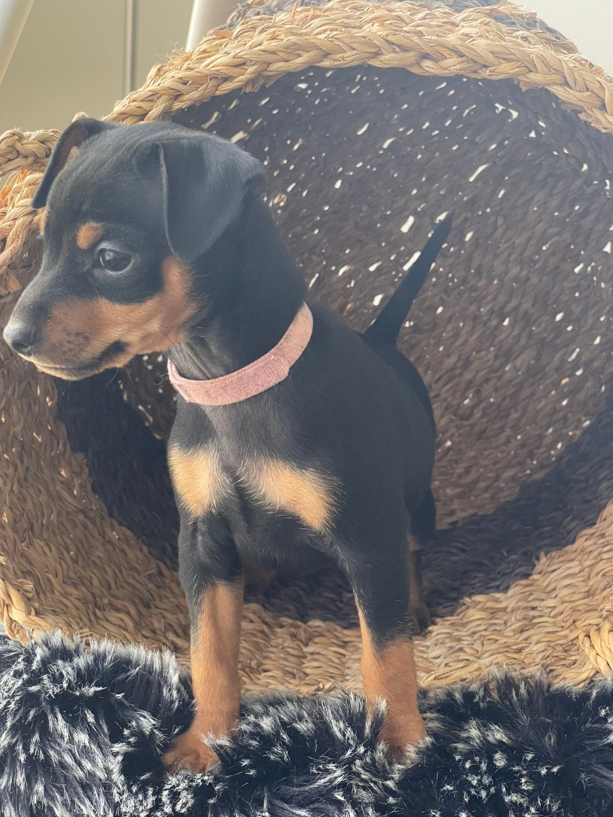 Nog 2 teefjes Dwerg Pinscher pups beschikbaar, Dieren en Toebehoren, Honden | Niet-rashonden, Parvo, 8 tot 15 weken, Meerdere