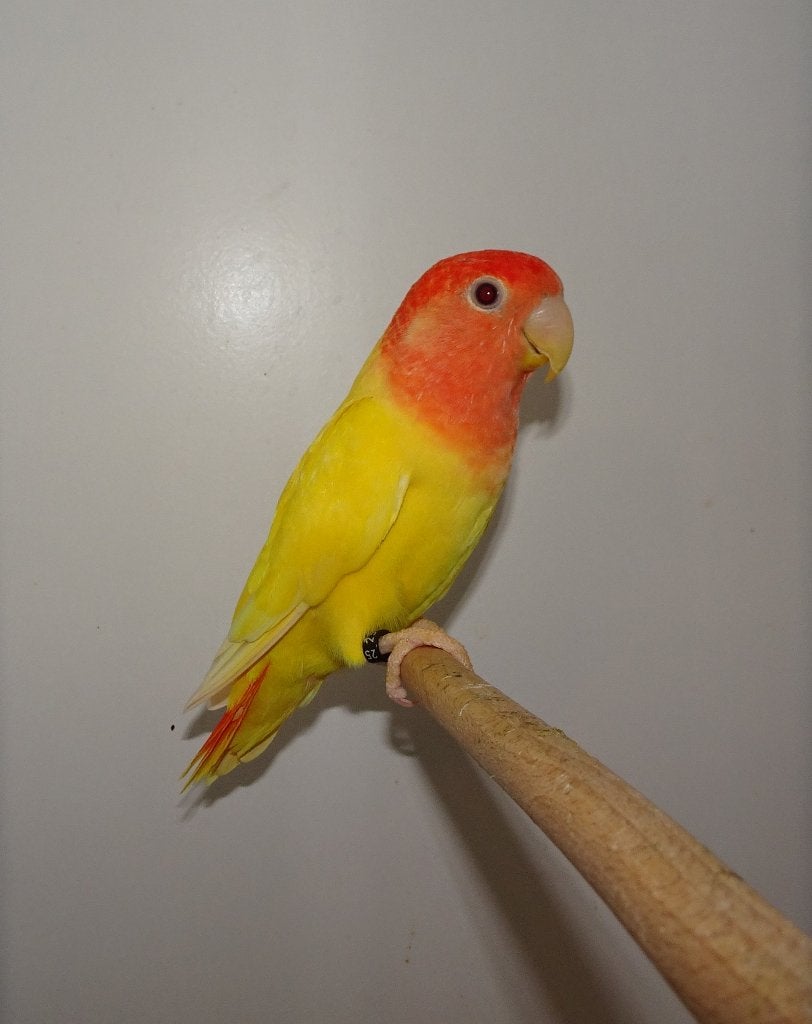 Agapornis Roseicollis Lutino Opaline Roodmasker., Dieren en Toebehoren, Vrouwelijk, Dwergpapegaai of Agapornis, Geringd