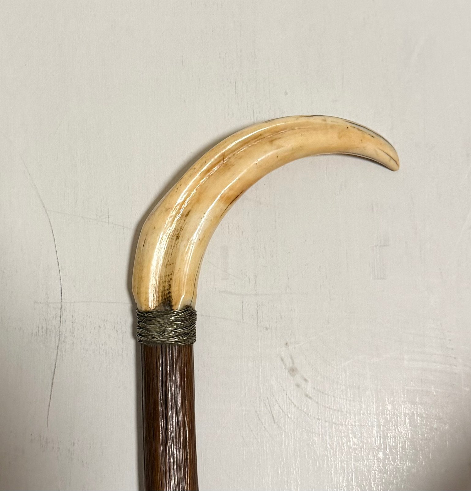 Antique gnarled wood stick with wild boar tusk handle., Ophalen of Verzenden, Zo goed als nieuw