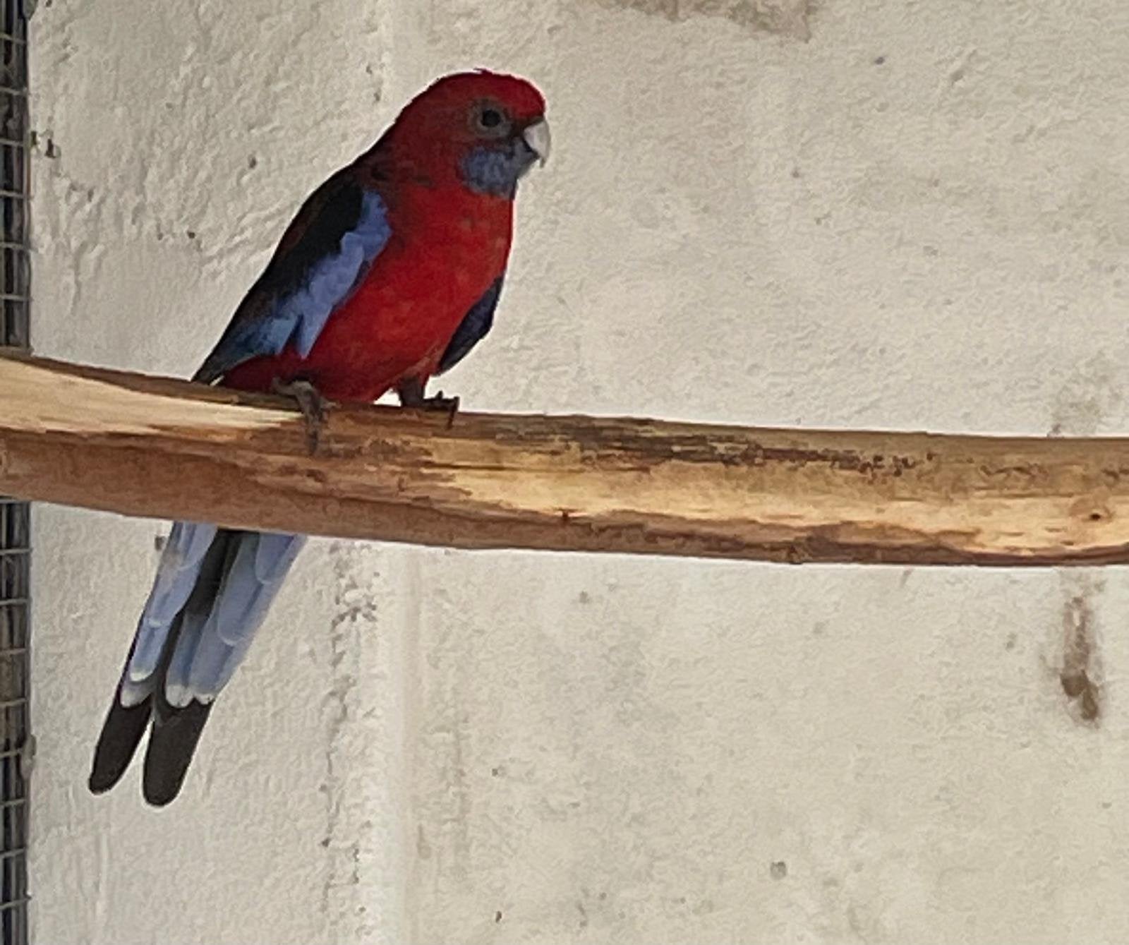 Koppel penant rosella’s, Meerdere dieren, Parkiet, Geringd