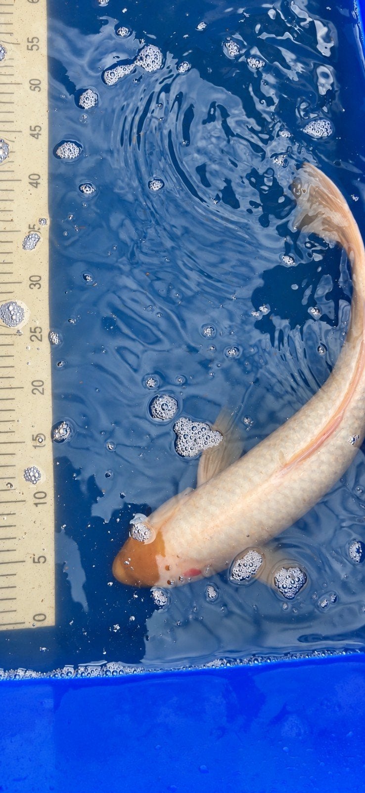 koi, Karper of Koi