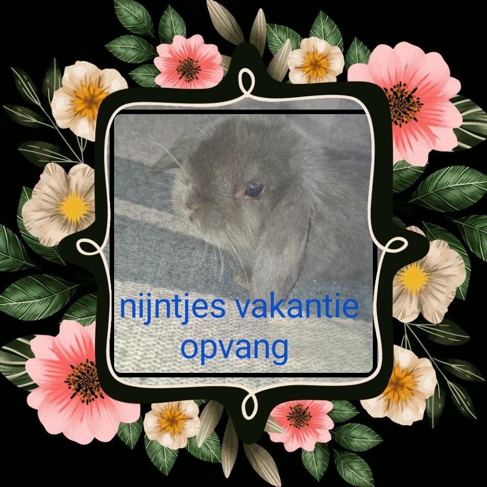 Nijntjes vakantie opvang